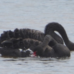 Cygnus atratus (Black Swan) at Dunlop, ACT - 10 Apr 2018 by Christine