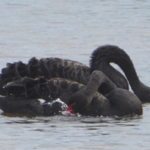 Cygnus atratus at Dunlop, ACT - 10 Apr 2018