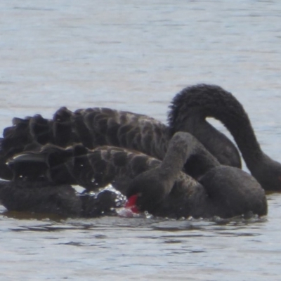 Cygnus atratus (Black Swan) at West Belconnen Pond - 10 Apr 2018 by Christine