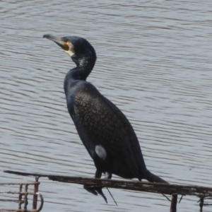 Phalacrocorax carbo at Dunlop, ACT - 10 Apr 2018