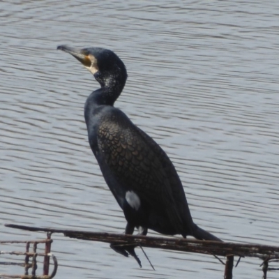 Phalacrocorax carbo (Great Cormorant) at Dunlop, ACT - 10 Apr 2018 by Christine