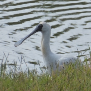 Platalea regia at Dunlop, ACT - 10 Apr 2018