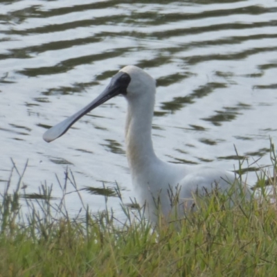 Platalea regia (Royal Spoonbill) at West Belconnen Pond - 10 Apr 2018 by Christine