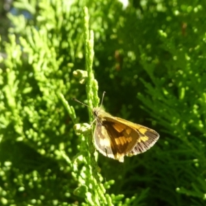 Ocybadistes walkeri at Flynn, ACT - 17 Apr 2018