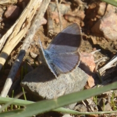 Zizina otis (Common Grass-Blue) at Wallaroo, NSW - 17 Apr 2018 by Christine