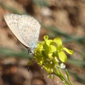 Zizina otis at Ginninderra Falls - 17 Apr 2018