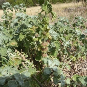 Marrubium vulgare at Belconnen, ACT - 19 Apr 2018