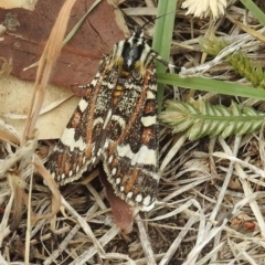 Apina callisto (Pasture Day Moth) at Kambah, ACT - 22 Apr 2018 by HelenCross