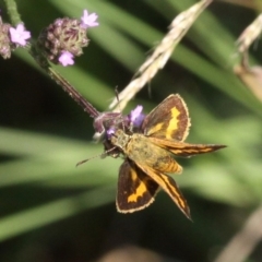 Ocybadistes walkeri (Green Grass-dart) at Molonglo River Reserve - 21 Apr 2018 by HarveyPerkins