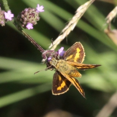 Ocybadistes walkeri (Green Grass-dart) at Molonglo Valley, ACT - 21 Apr 2018 by HarveyPerkins