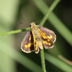 Ocybadistes walkeri at Molonglo River Reserve - 21 Apr 2018