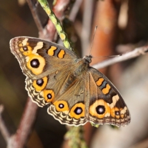 Junonia villida at Coombs, ACT - 21 Apr 2018