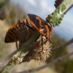 Agonoscelis rutila at Belconnen, ACT - 19 Apr 2018 12:53 PM