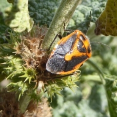 Agonoscelis rutila at Belconnen, ACT - 19 Apr 2018 12:53 PM