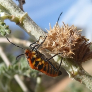 Agonoscelis rutila at Belconnen, ACT - 19 Apr 2018 12:53 PM