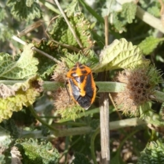 Agonoscelis rutila at Belconnen, ACT - 19 Apr 2018