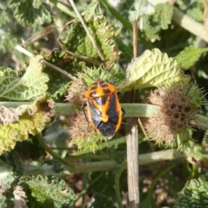 Agonoscelis rutila at Belconnen, ACT - 19 Apr 2018 12:53 PM