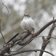 Daphoenositta chrysoptera (Varied Sittella) at Kambah, ACT - 22 Apr 2018 by HelenCross