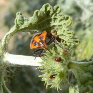 Agonoscelis rutila at Belconnen, ACT - 19 Apr 2018 12:54 PM