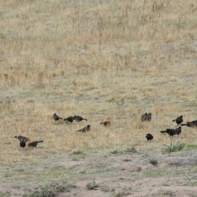 Corcorax melanorhamphos (White-winged Chough) at Kambah, ACT - 22 Apr 2018 by HelenCross