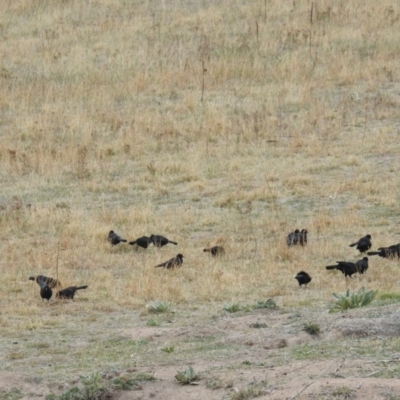 Corcorax melanorhamphos (White-winged Chough) at Kambah, ACT - 21 Apr 2018 by HelenCross