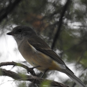 Pachycephala pectoralis at Kambah, ACT - 21 Apr 2018 04:52 PM