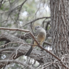 Pachycephala pectoralis at Kambah, ACT - 21 Apr 2018 04:52 PM