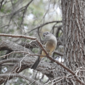 Pachycephala pectoralis at Kambah, ACT - 21 Apr 2018 04:52 PM