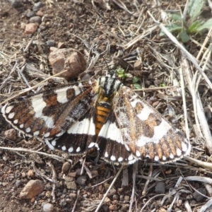 Apina callisto at Belconnen, ACT - 19 Apr 2018