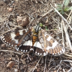 Apina callisto (Pasture Day Moth) at Belconnen, ACT - 19 Apr 2018 by Christine