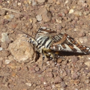 Apina callisto at Belconnen, ACT - 19 Apr 2018 12:23 PM