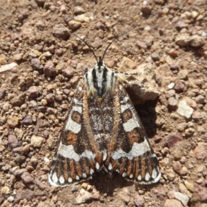 Apina callisto at Belconnen, ACT - 19 Apr 2018 12:23 PM