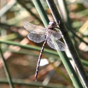 Austroaeschna unicornis at Molonglo River Reserve - 21 Apr 2018 01:57 PM