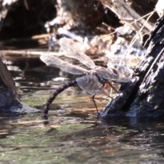 Austroaeschna unicornis at Molonglo River Reserve - 21 Apr 2018 01:57 PM