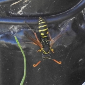 Polistes (Polistes) chinensis at Pialligo, ACT - 30 Mar 2018