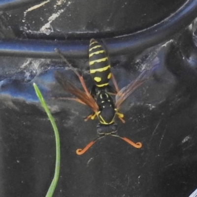 Polistes (Polistes) chinensis (Asian paper wasp) at Pialligo, ACT - 30 Mar 2018 by HelenCross