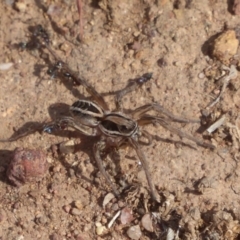 Lycosidae (family) (Wolf spider) at Belconnen, ACT - 19 Apr 2018 by Christine