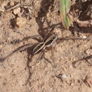 Lycosidae (family) at Belconnen, ACT - 19 Apr 2018