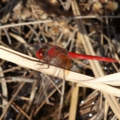Diplacodes haematodes (Scarlet Percher) at Molonglo River Reserve - 21 Apr 2018 by HarveyPerkins