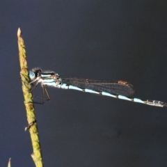 Austrolestes annulosus (Blue Ringtail) at Coombs Ponds - 21 Apr 2018 by HarveyPerkins