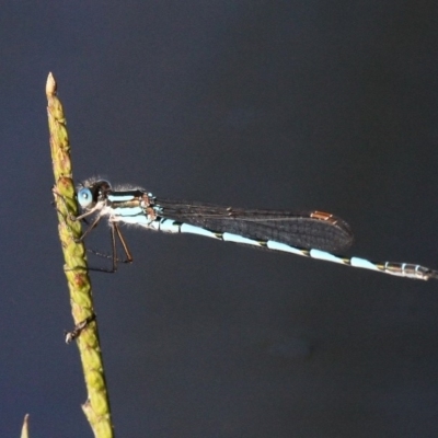 Austrolestes annulosus (Blue Ringtail) at Coombs, ACT - 21 Apr 2018 by HarveyPerkins