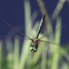 Hemicordulia australiae (Australian Emerald) at Coombs Ponds - 21 Apr 2018 by HarveyPerkins