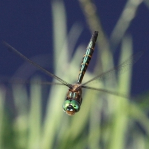 Hemicordulia australiae at Coombs, ACT - 21 Apr 2018 02:58 PM