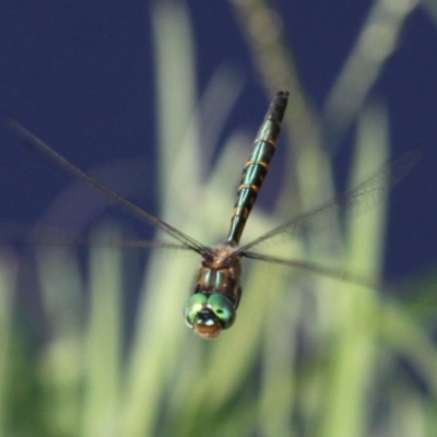 Hemicordulia australiae (Australian Emerald) at Coombs, ACT - 21 Apr 2018 by HarveyPerkins