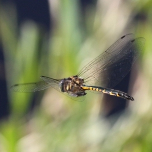 Hemicordulia australiae at Coombs, ACT - 21 Apr 2018 02:58 PM