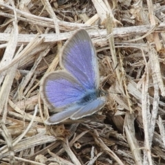 Zizina otis (Common Grass-Blue) at Macgregor, ACT - 22 Apr 2018 by Christine