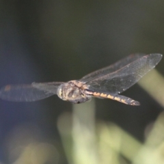 Hemicordulia tau (Tau Emerald) at Coombs Ponds - 21 Apr 2018 by HarveyPerkins