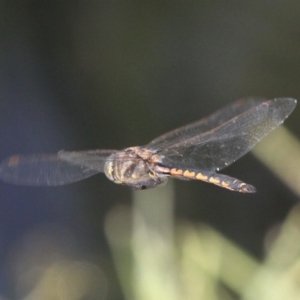 Hemicordulia tau at Coombs, ACT - 21 Apr 2018