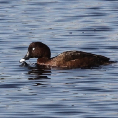 Aythya australis (Hardhead) at Coombs Ponds - 21 Apr 2018 by HarveyPerkins