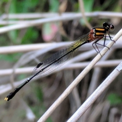 Nososticta solida (Orange Threadtail) at Bullen Range - 31 Dec 2017 by HelenCross